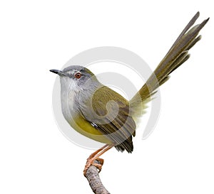 beautiful bird isolated on white background, yellow-bellied prinia