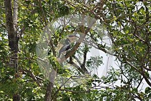 A beautiful bird Kadaththa on tree