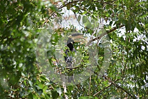 A beautiful bird Kadaththa on tree