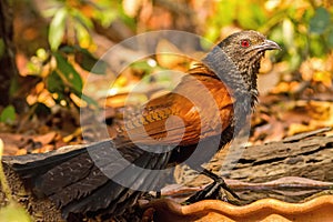 Beautiful bird Lesser coucal or crow pheasant Centropus sinensis drink water on branch in Doi Inthanon Natural Park, Chiangmai ,