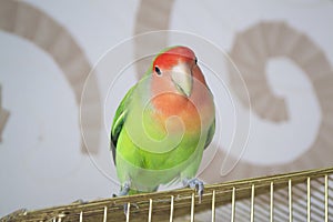 Beautiful bird, Lovebird, standing over his cage
