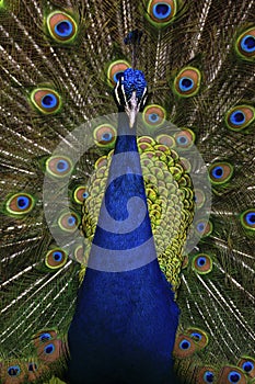 Beautiful bird male Indian peacock, Pavo cristatus, showing its feathers, with open tail photo