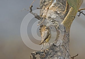 Beautiful bird named Red Breasted Flycatcher on the branch