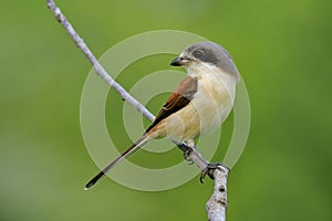 Beautiful bird in nature with details of her feathers and perching compose on stick over blur green background, Burmese Shrike