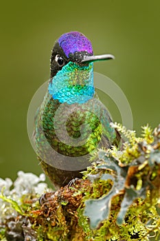 Beautiful bird in the nature forest habitat. Detail of shiny glossy bird. Magnificent Hummingbird, Eugenes fulgens, nice bird on photo