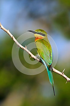 Beautiful bird in the nature tree branch habitat. Blue-tailed Bee-eater Merops philippinus perching on twig, green and blue