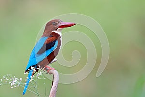 beautiful bird with nice flower bossom, wihte-throated kingfisher