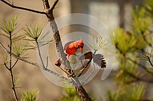 Beautiful bird Northern Cardinal sitting on pine tree branch.