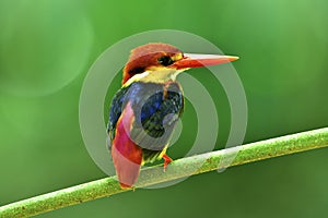 Beautiful bird, Oriental Dwarf or Black-backed Kingfisher perching on wood branch over blur green bokeh background