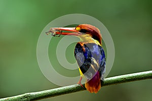 Beautiful bird, Oriental Dwarf or Black-backed Kingfisher with s