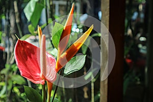 Beautiful Bird of Paradise flower