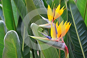 Beautiful bird of paradise flower.