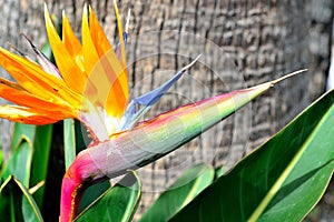 beautiful bird of paradise flower