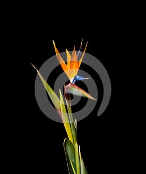 beautiful bird of paradise flower closeup black background