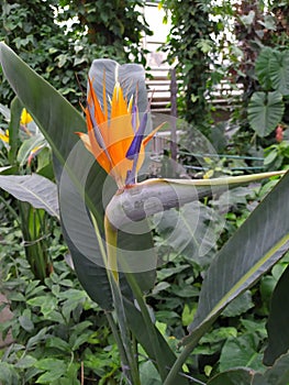 Beautiful Bird of Paradise flower orange Strelitzia reginae isolated in green background,