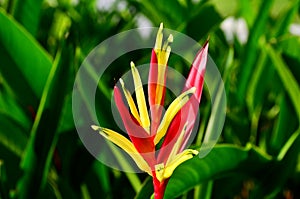 Beautiful bird of paradise flower in red and yellow