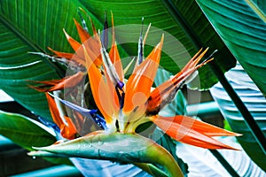 Beautiful Bird of Paradise flower Strelitzia reginae in green background