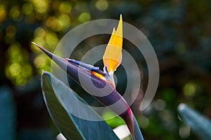 Beautiful Bird of Paradise flower Strelitzia reginae in green background. Tenerife,Canarian islands