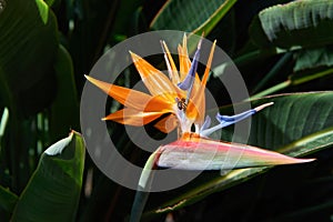 Beautiful Bird of Paradise flower Strelitzia reginae in green background. Tenerife,Canarian islands