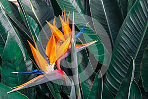 Beautiful Bird of Paradise flower & x28;Strelitzia reginae& x29; with green leaves background in tropical garden photo