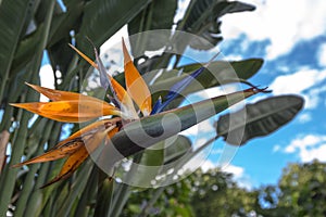 Beautiful Bird of Paradise flower Strelitzia reginae isolated in green