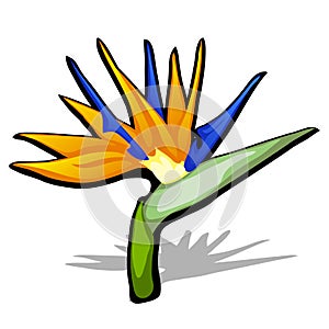 Beautiful bird of Paradise flower, Strelitzia reginae isolated on white background. Vector cartoon close-up illustration