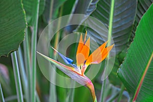 Beautiful Bird of Paradise Flower. Tropical flower Strelitzia reginae on green background