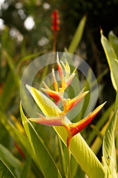 Beautiful Bird of Paradise Flower. Tropical flower Strelitzia reginae on green background, in Thailand