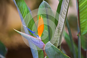 Beautiful Bird of Paradise Flower. Tropical flower Strelitzia reginae on green background