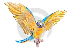 Beautiful Bird parrot Macaw blue and gold hand paint watercolor on paper with white background