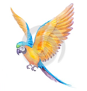 Beautiful Bird parrot Macaw blue and gold hand paint watercolor on paper with white background