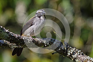 Beautiful bird perched on the branch of an old tree