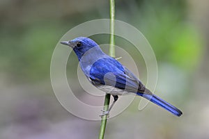 Beautiful bird perching on a branch, bHainan blue flycatcher (Cyornis hainanus) a species of bird in the family