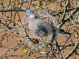 Beautiful bird pigeon looking for flight animal food photo