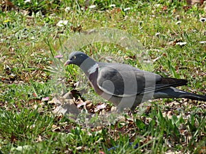 Beautiful bird pigeon looking for flight animal food photo