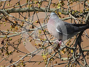 Beautiful bird pigeon looking for flight animal food photo