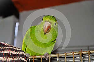 Beautiful bird Pionus maximiliani on top of its cage photo