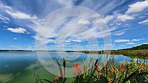 Beautiful bird pond. Cattail reed and small lake in the background. HjÃ¤lstavikens naturreservat, Sweden