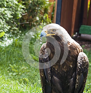 Beautiful bird predator eagle sits on the grass and looks, closeup portrait
