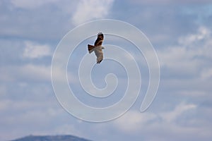 Beautiful bird of prey eagle claws feathers speed flight photo