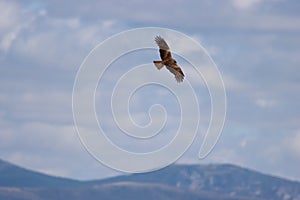 Beautiful bird of prey eagle claws feathers speed flight