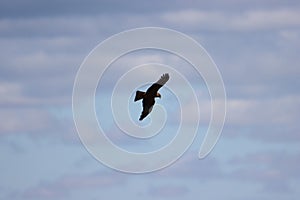 beautiful bird of prey eagle claws feathers speed flight photo