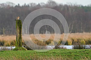 Beautiful bird of prey, falcon sits on a dry branch in search of prey. Bird watching, similar falcons, natural