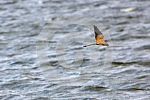 A beautiful bird of prey hovers over a lake