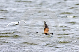 A beautiful bird of prey hovers over a lake