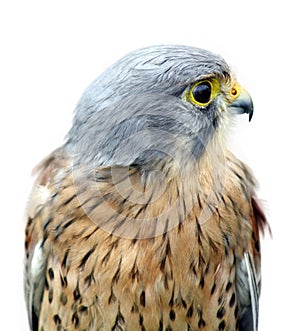 Beautiful bird of prey