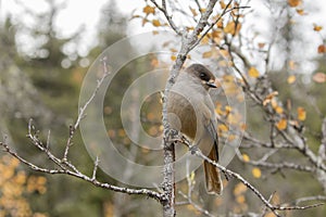 Beautiful bird of primeval forests, Siberian jay, Perisoreus infaustus