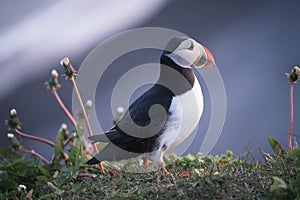 Beautiful bird puffin in Iceland