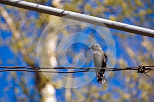 Beautiful bird raven