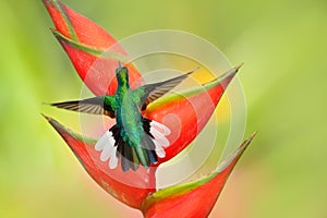 Beautiful bird with red bloom. Heliconia flower with hummingbird. Tobago Island. Hummingbird White-tailed Sabrewing flying next to photo